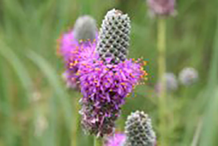 A tall flower with a pink tutu halfway up.